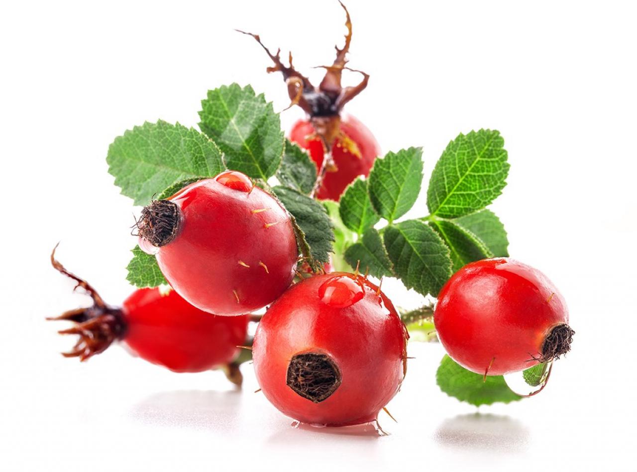 Rosehip Rosehip