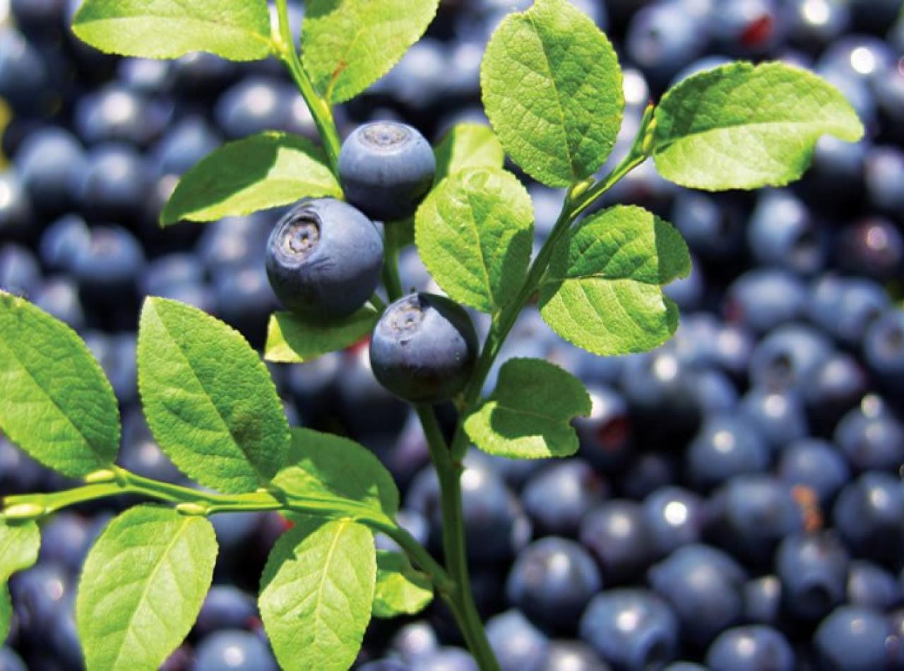 Bilberry Bilberry