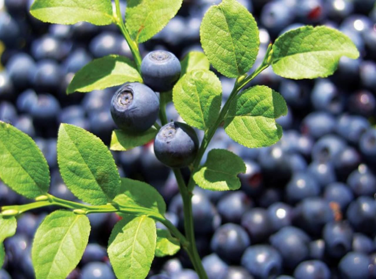 Bilberry