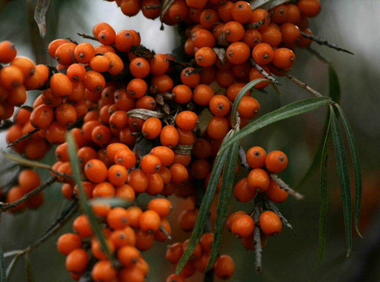 Sea buckthorn Sea buckthorn