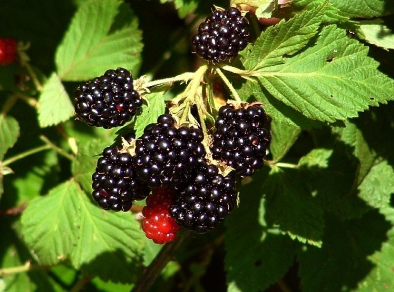 Blackberry Blackberry
