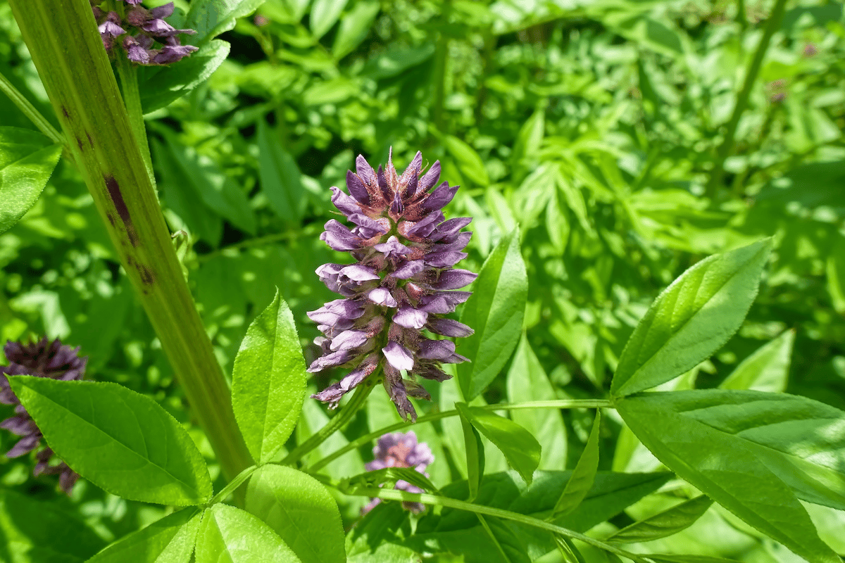 licoricerootsupplier-wild-licorice